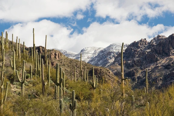 Tucson desert Scenery with snow.