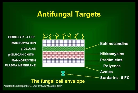 antifungal_targets1